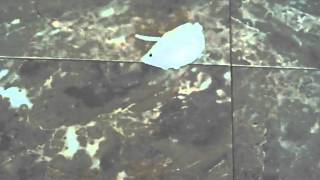 Splat Ball Mouse screenshot 4