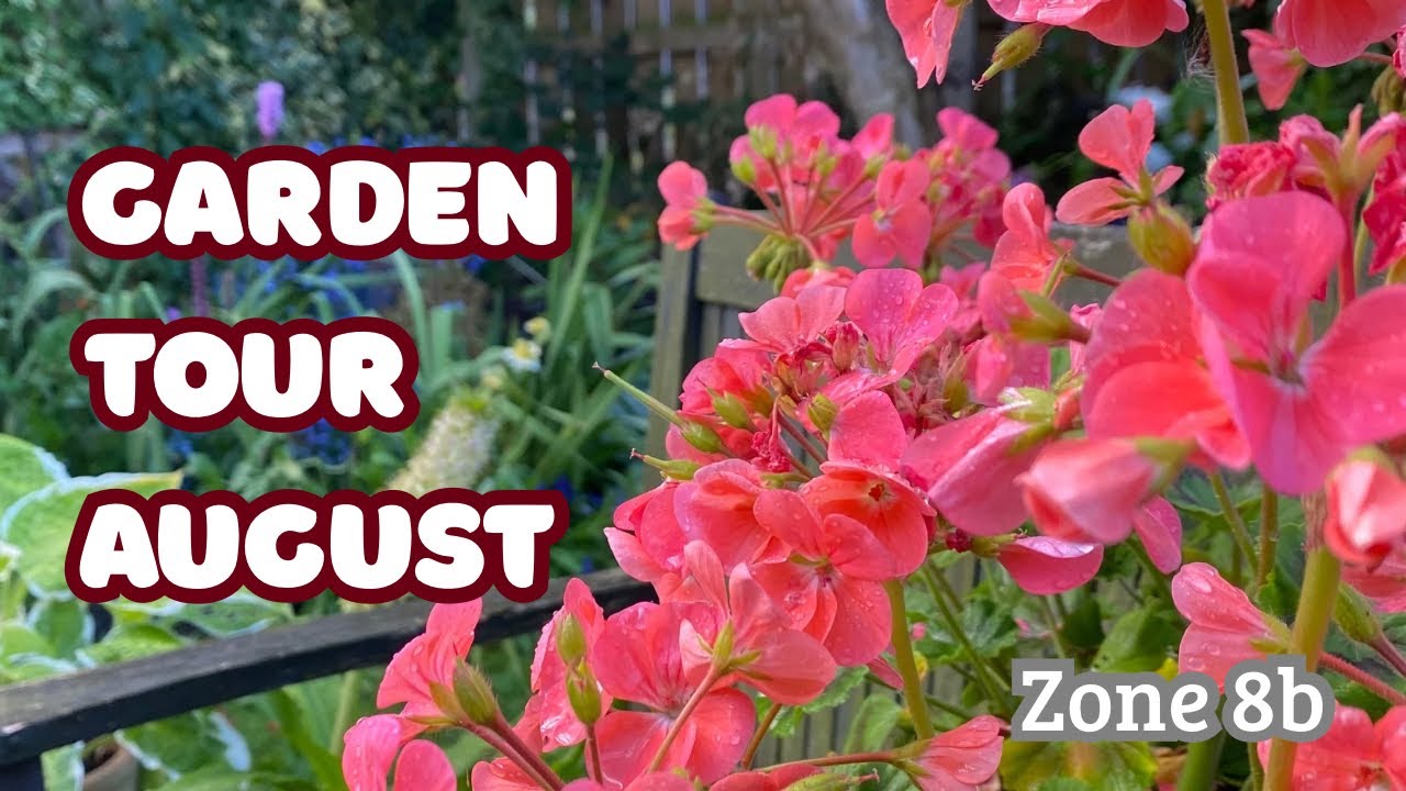 Late August Tour Of My Zone 8b Scottish Garden 