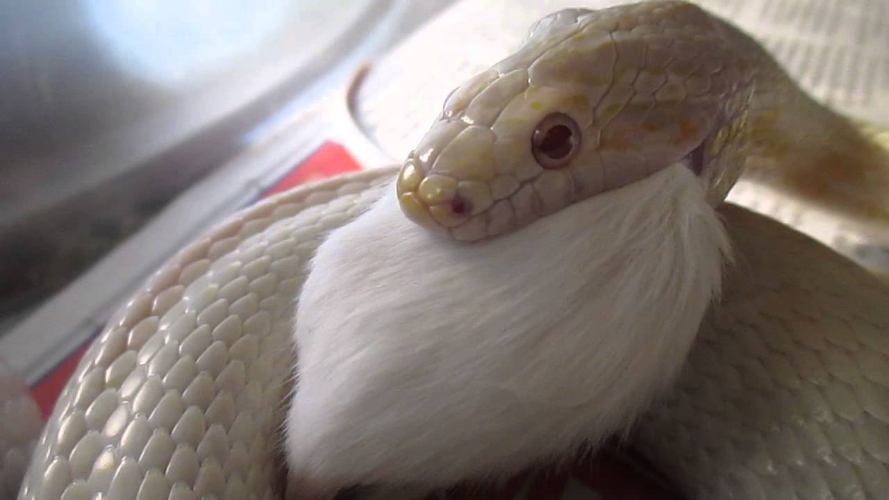 snow corn snake for sale uk My Roomie Stole My Lunch !!