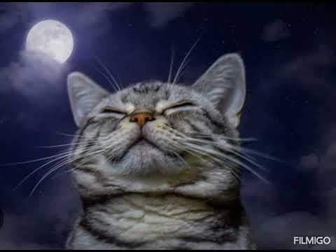 NACHTS SIND ALLE KATZEN GRAU