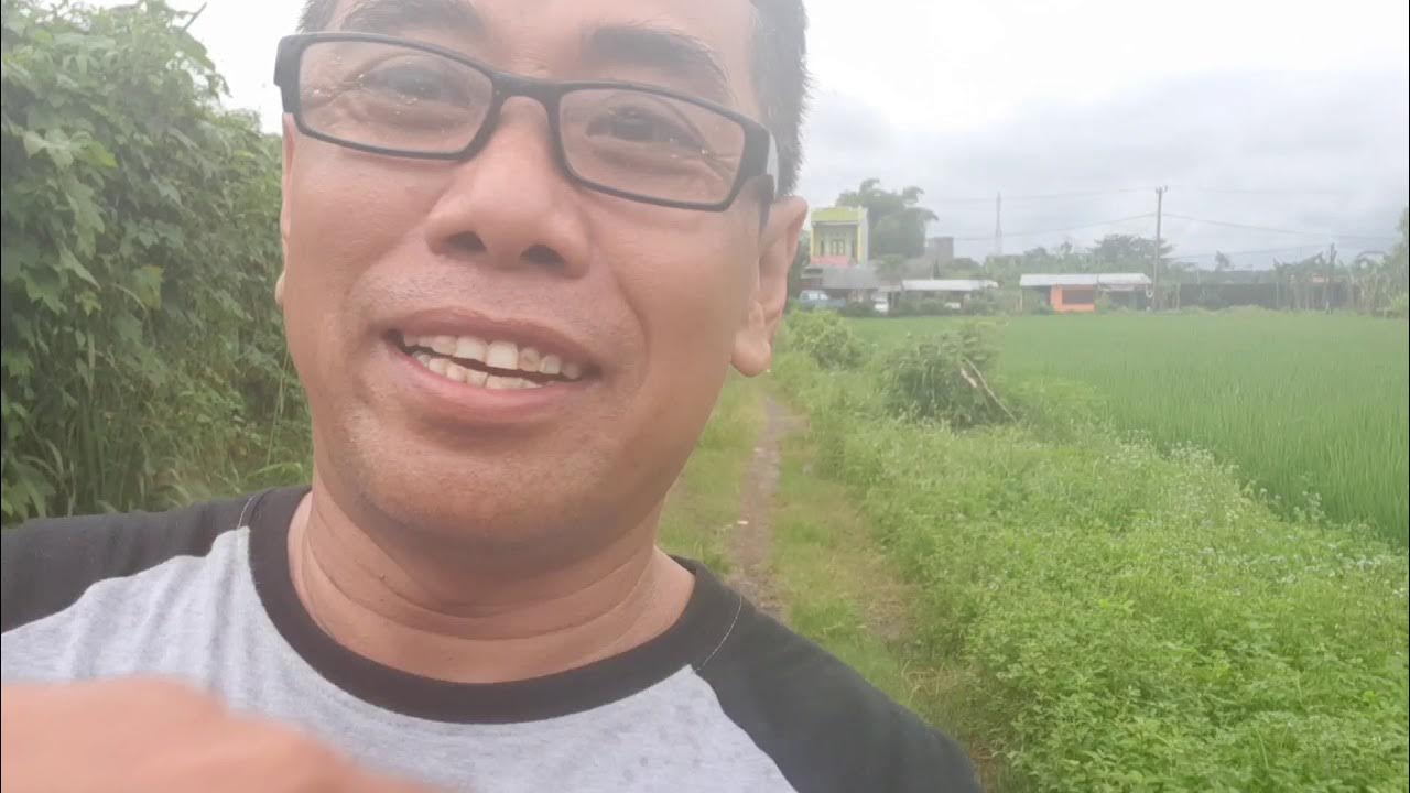 cewek bugis cantik jatuh disawah karena takut sama kuda - YouTube