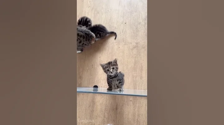 Watch the video about Best Funny Kittens! 😸🐈😂