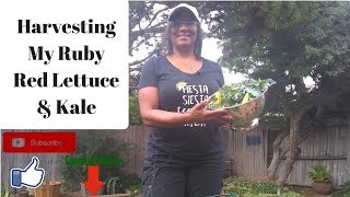 Harvesting My Ruby Red Lettuce and Kale So It Keeps On Growing!