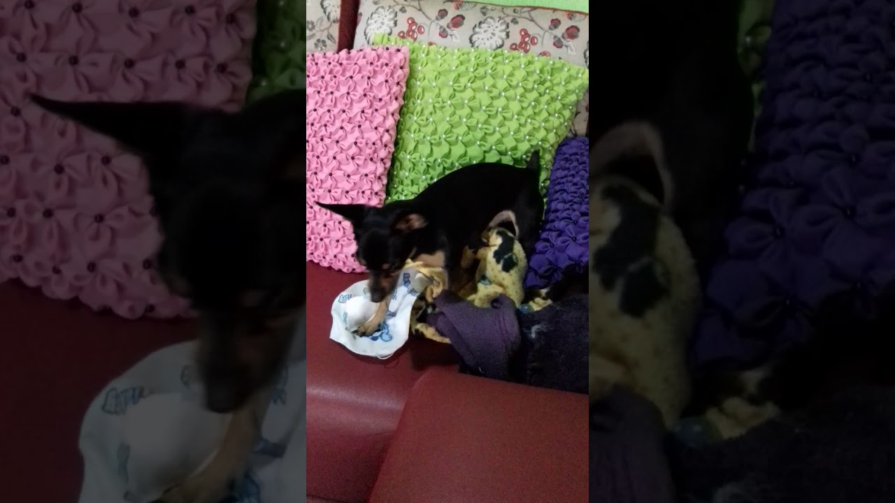 Pinscher brincando