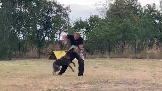 Zazu bite work 4 Gsd