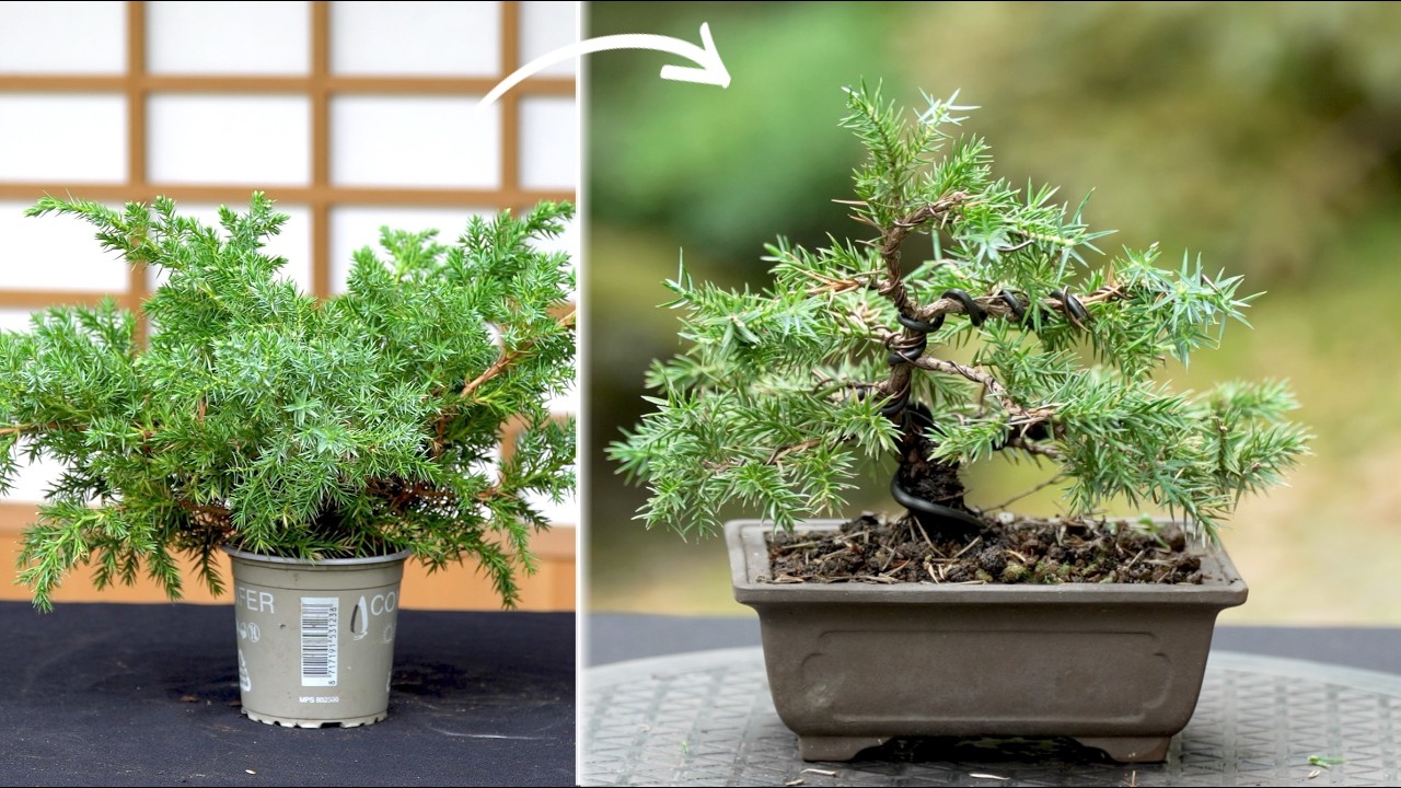 Cheapest Bonsai tree challenge ($2 Juniper)
