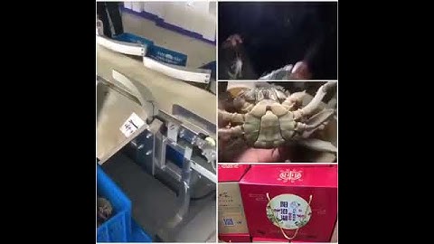 Weight Sorting Machine