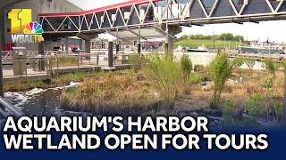 National Aquarium's Harbor Wetland offers free tours