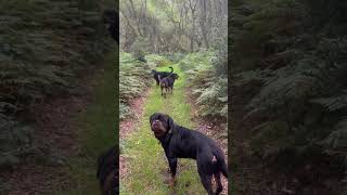 Walkies 2023 Insta by Ross McCarthy 26 views 3 months ago 1 minute, 39 seconds