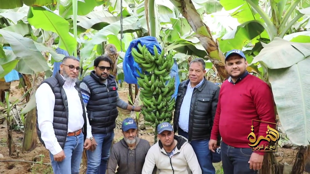 م / عبدالرحمن الصغير رئيس قطاع المزارع بشركة ايجيساف زراعة الموز في أبو غالب تكاليف إنتاج  الربح