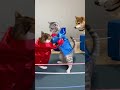 勝者、青コーナー猫!これが本当のキャットボクシング