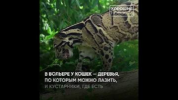 Впервые за полвека в Москве появились дымчатые леопарды