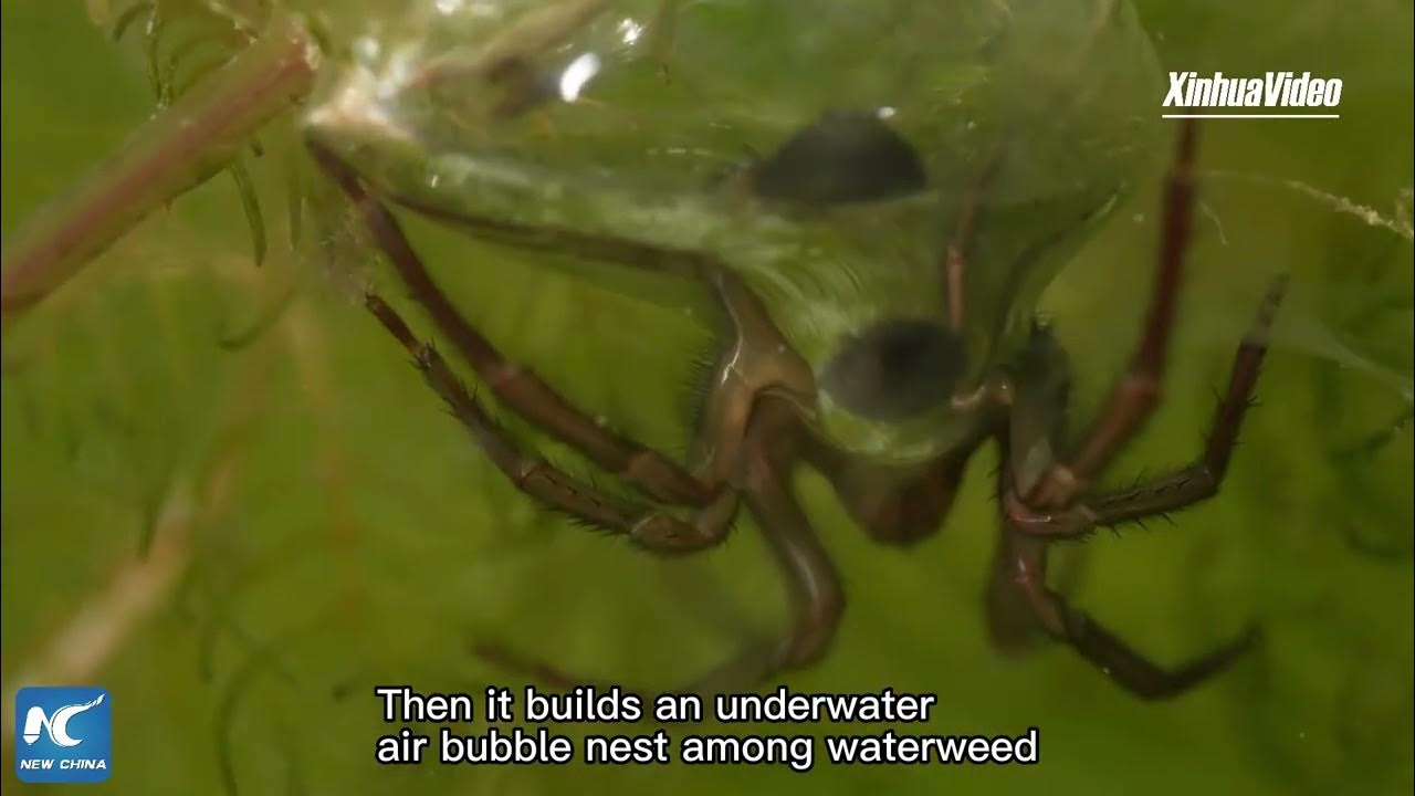 The Diving Bell Spider Encases Its Abdomen in an Air Bubble 