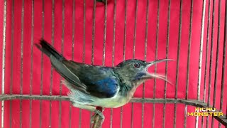 WICEH BIRD GACOR FOR MASTERING