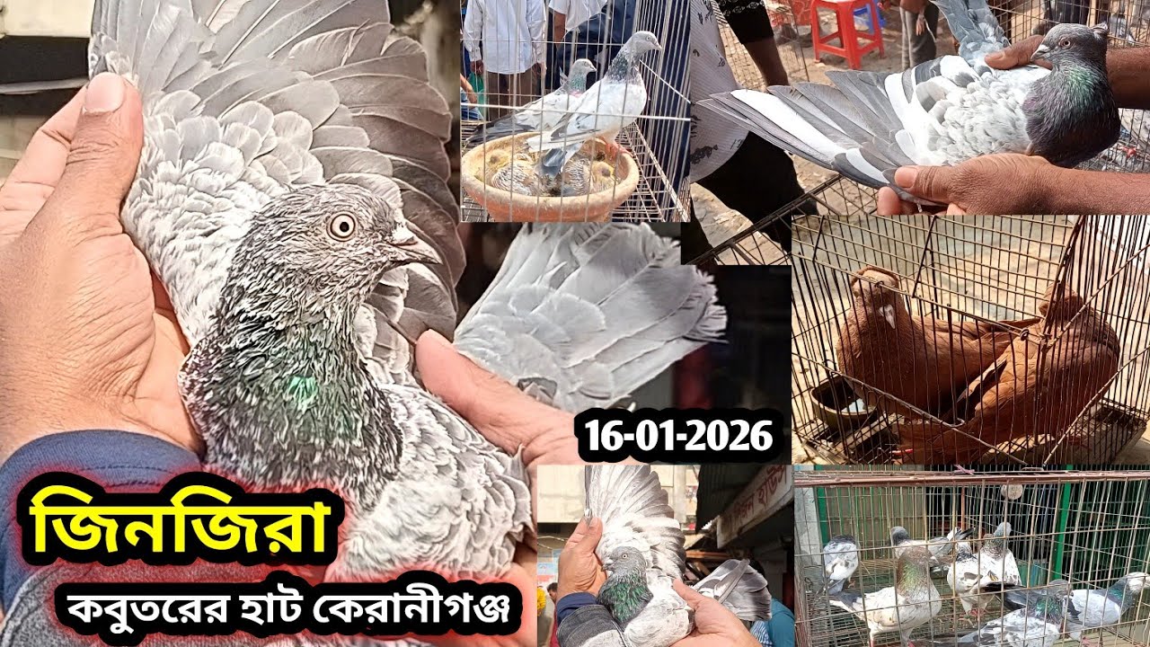 16-01-2026 জিনজিরা কবুতরের হাট কেরানীগঞ্জ। Jinjira kobutor hat. Jinjira pigeon market price in bd. 