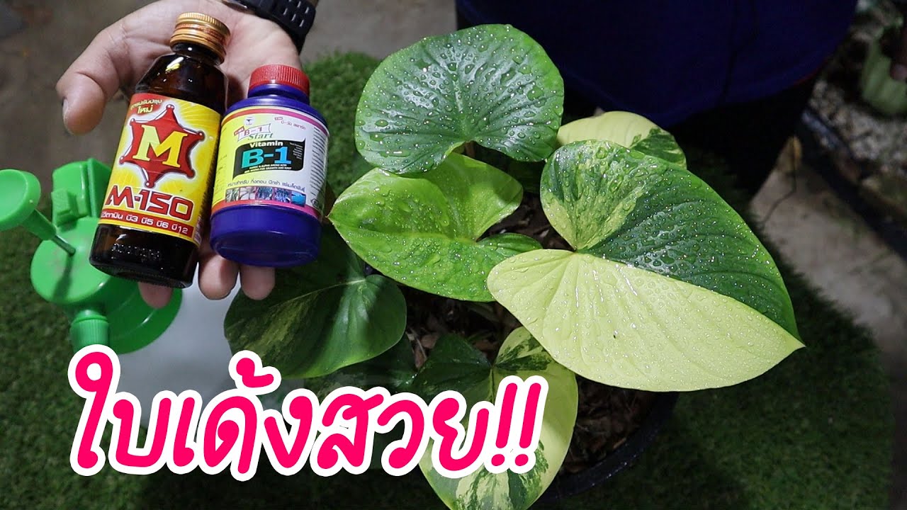 บอกหมดเปลือก!! เทคนิคการบำรุง ต้นว่านเสนห์จันทร์บุษราคัม ให้ใบด่างสวย เด้งๆ