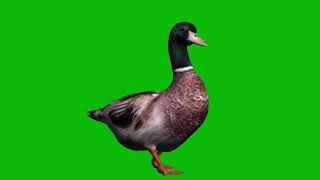 Con vịt chạy nền xanh - tiếng vịt kêu| A.T Entertainment