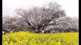復興の村、震災後３度目の桜＝熊本