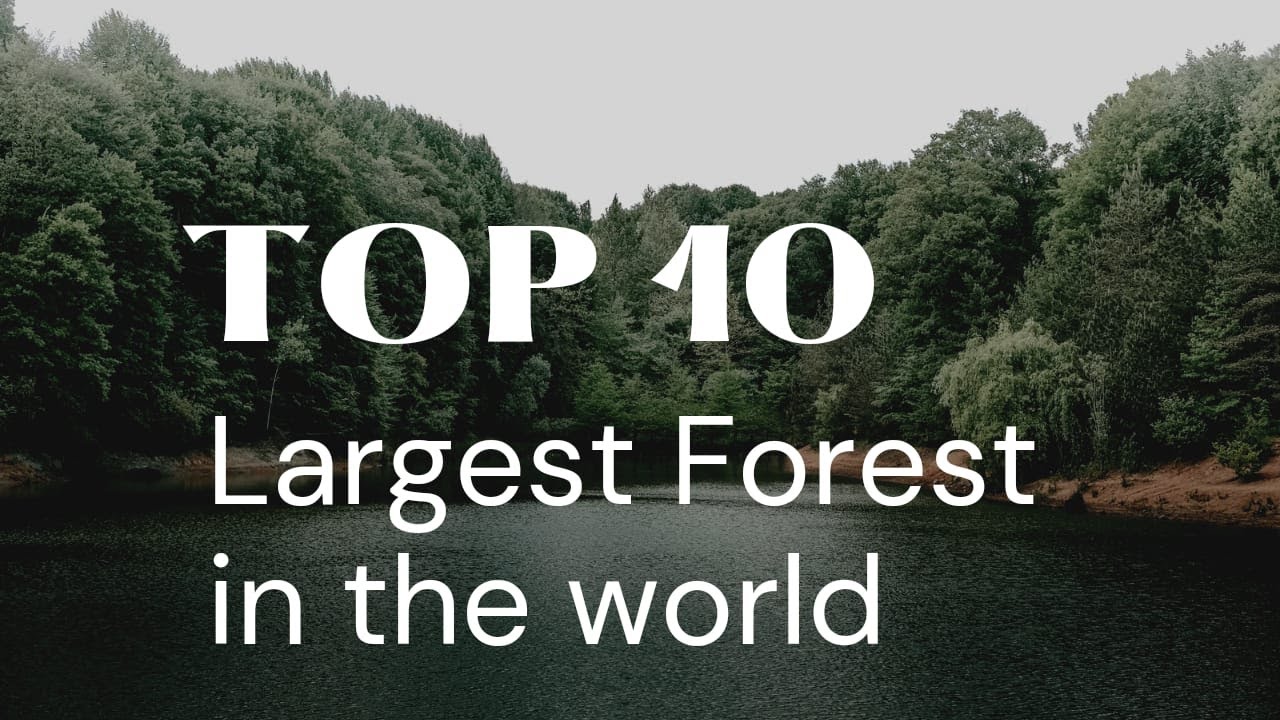 Discover The Top 10 Largest Forests In The World