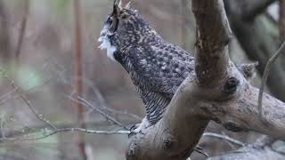 Graet Horned Owl pair display Feb 4 2018