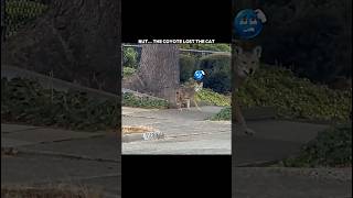 This Coyote Lost the Cat… But Where Did It Go? #trending #animals #wildlife #youtubeshorts