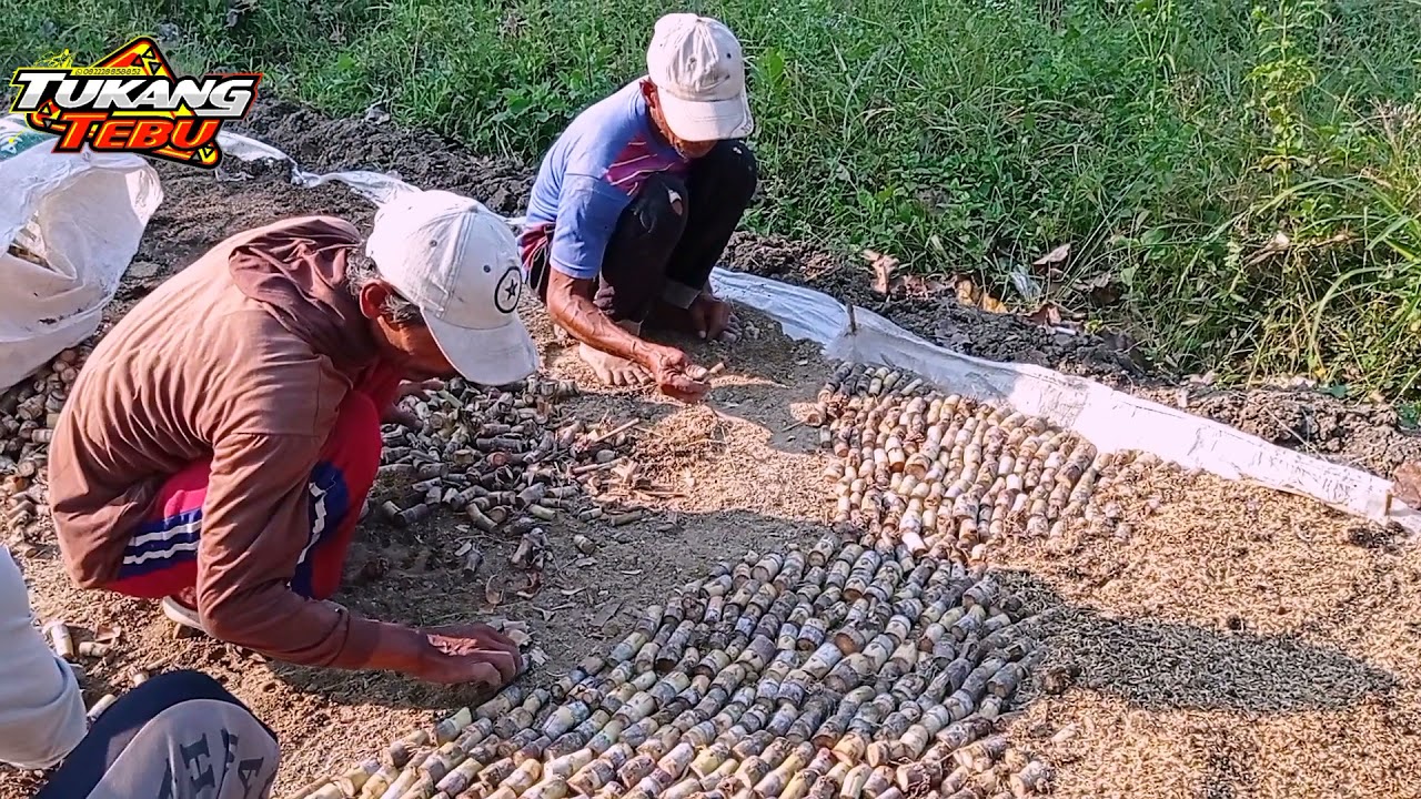 pembuatan penyemaian tebu untuk sulam lebih efisien dan cepat tumbuh