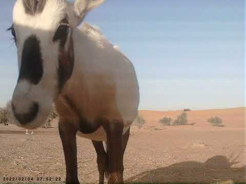Arabian oryx
