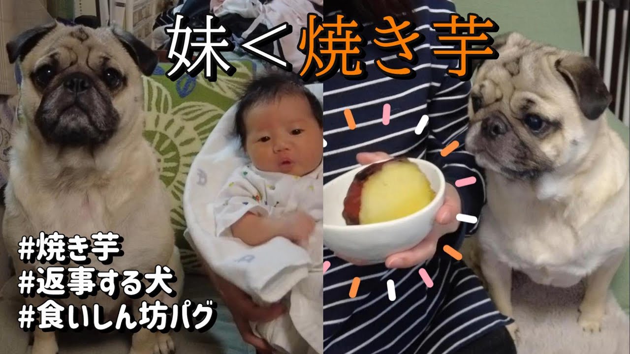 【焼き芋】大好物を前に、お利口に返事をしてアピールするパグ🍠