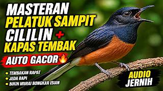 Masteran Pelatuk Sdanit  Cililin  Kapas Tembak  Murai Pastol Auto Gacor