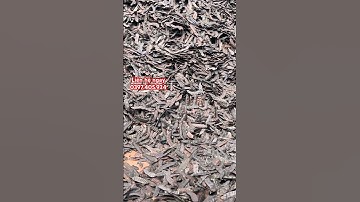 Công dụng của quả Bồ kết |