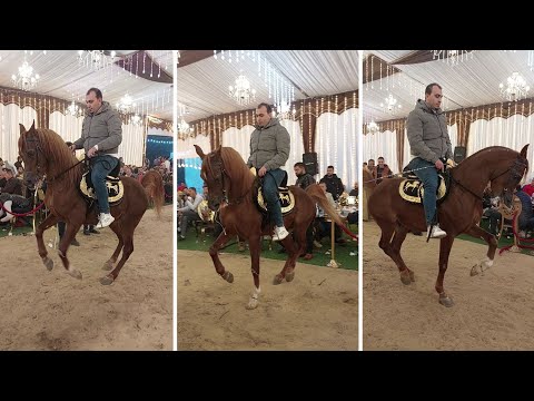 مزاج الدكتور رقص خيل 2023 والدكتور محمد عبيد حفلة الدريني المنصورة
