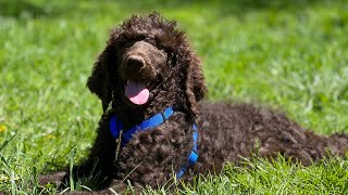 Standard Poodle Puppy Training
