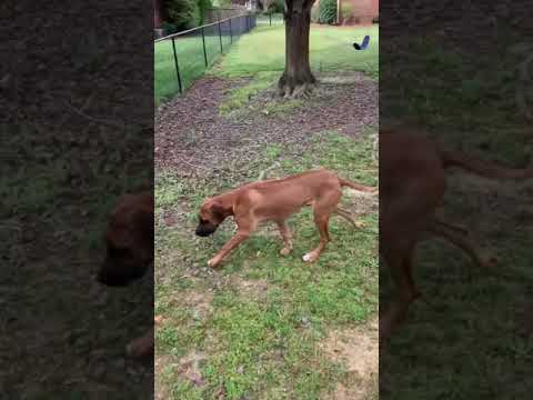 Video: Rhodesia Ridgebacki algne elupaik