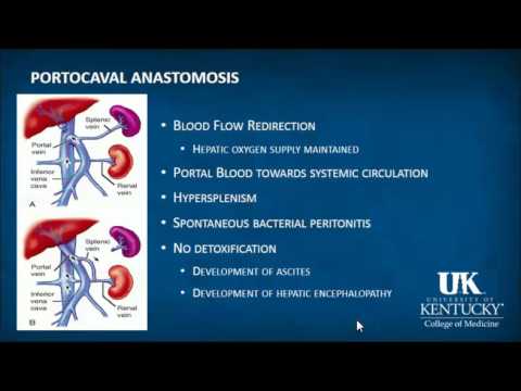 keyword-review:-hepatology---dr.-rebel