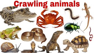 Crawling Animals For Kids | Learn Crawling Animals Names, With Picture \& Fun Education Video
