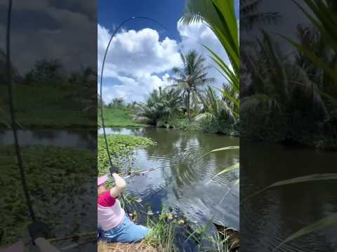 Chinh phục cá bắp đùi ngoài bờ sông p6 #cauca #fishing #câucá
