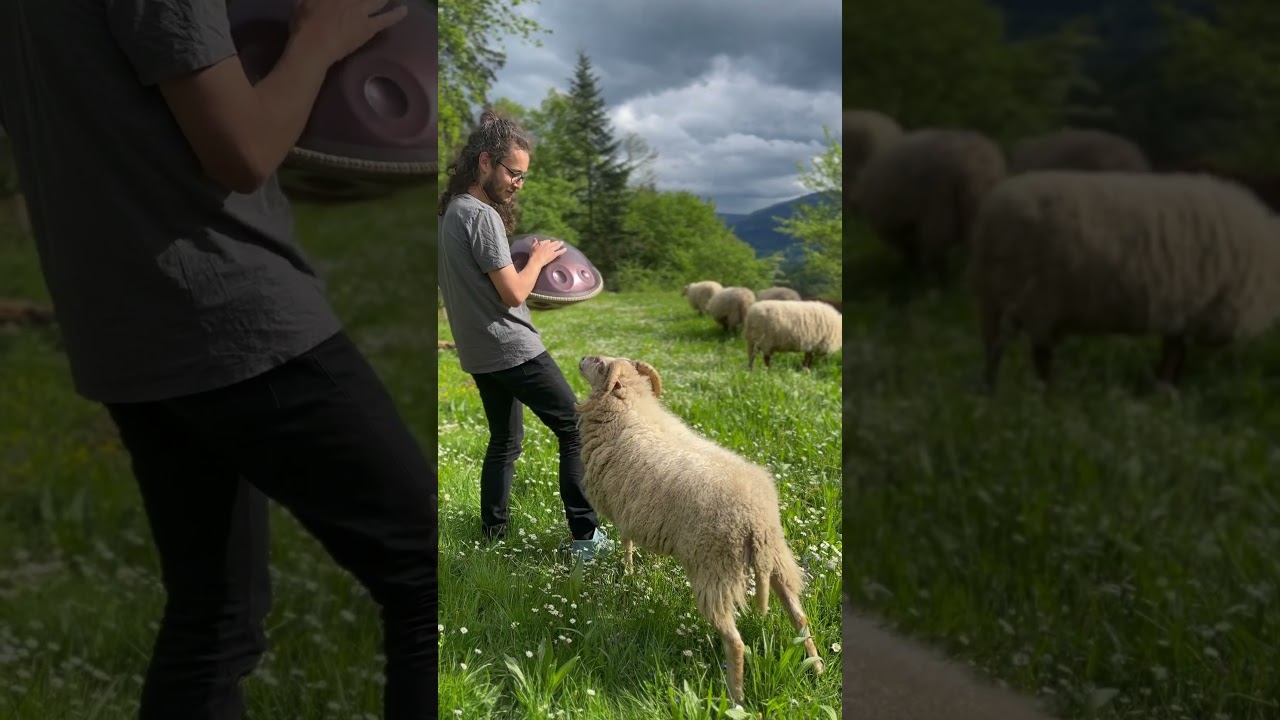 She shocked me :) #handpan #sheep