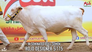 Sheikh Cattle ⚕️ Pink Nose Cross Breed Cow🔹Inseminated Bull Semen“ROJO DESIGNER 5/115