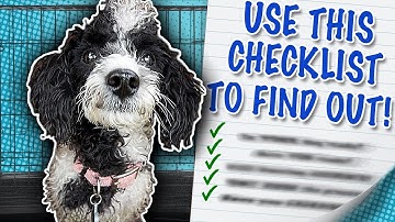 Is Your Dog Ready To Stop Using Their Crate?