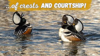 Hooded Merganser | Fantastic Crest and Humorous Courtship Display!