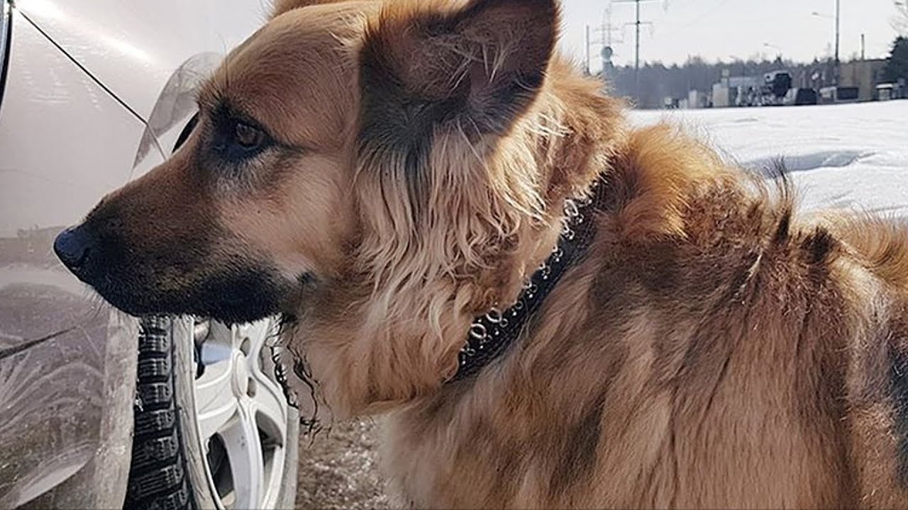 Высадил из машины