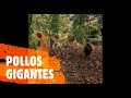 POLLOS DE 4 MESES Y 5 MESES GIGANTES| SUSCRIBETE| Caribe Colombiano!!!