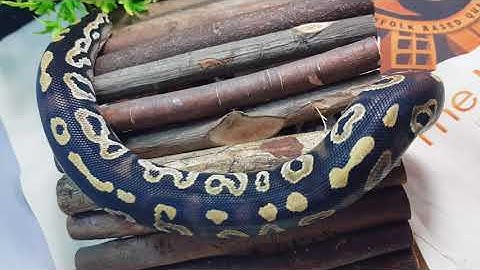 Blackhead Mojave Red gene Ringer Gene Ball Python