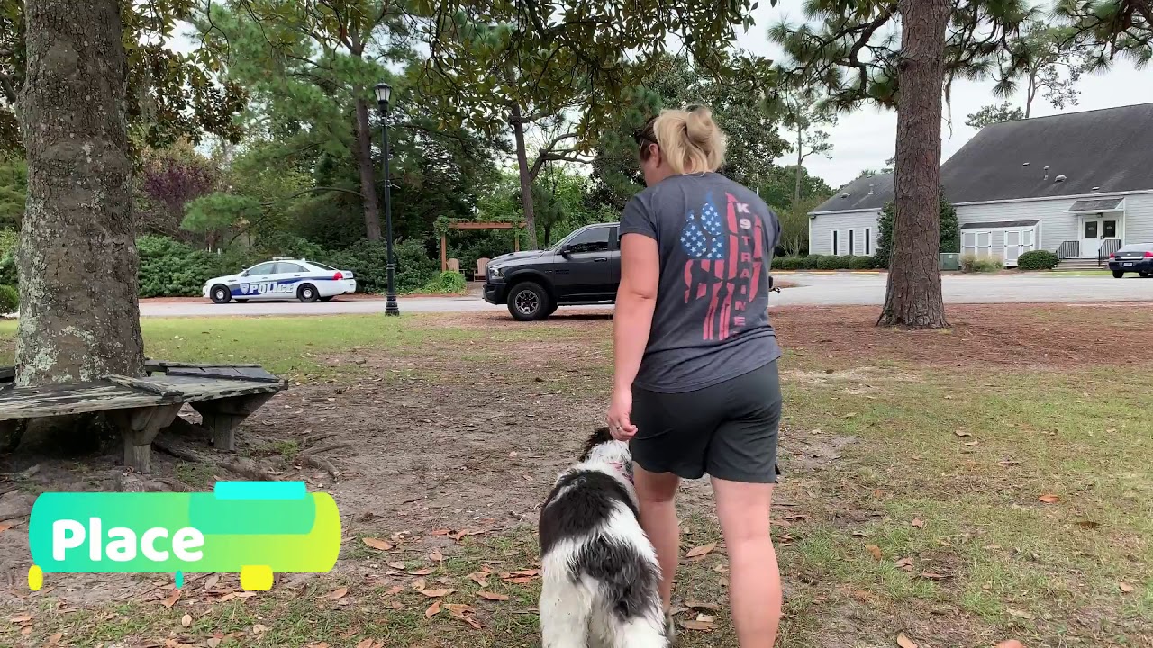 Chaos, 5 Month Old Sheepadoodle, Before And After Obedience Training