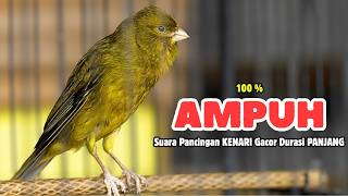 Kenari GACOR Panjang Suara PANCINGAN Kenari PAUD Belajar Bunyi Ngeriwik || Masteran Kenari Paud #772
