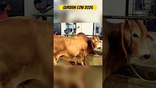 Qurbani cow 2026 | looking for | #aayaan #shortsfeed #cow #bull #goru #qurbani #eid #gorurhaat