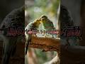 鳥がストレスを感じているサイン！獣医師が教える動物さんのこと！#shorts