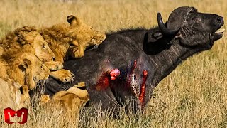 Menegangkan..! Serangan Singa Melawan Sapi, Zebra &amp; Hewan Lain! Pertarungan Hewan Buas Di Alam Liar
