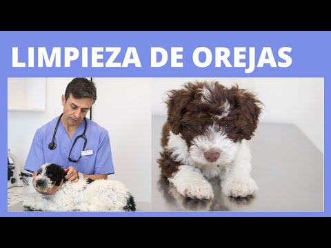 Video: Cómo Limpiar Las Orejas De Un Toy Terrier