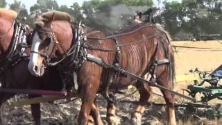 Steam tractor plowing
